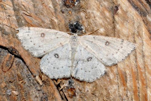 Réf. 210 768 : Cyclophora albipunctata